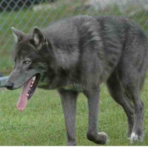 Pin by mimi on K-9 | Wolf hybrid dogs, Wolf dog, Hybrid dogs