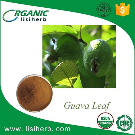 100% Natural Dried Guava Leaf Extract Powder - Buy Guava Leaf Extract ...