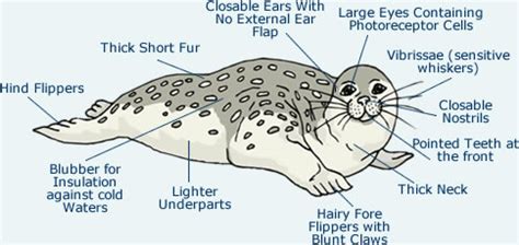 Seal Anatomy - Diagram & Pictures Of Seal Body