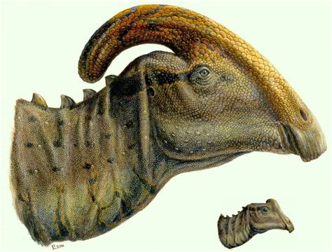 Paleontologists Find Rare Fossil of Young Dinosaur Parasaurolophus ...