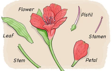 D.I.Y. Hibiscus Flowers of Your Choice,With Stem Or Without & Color ...