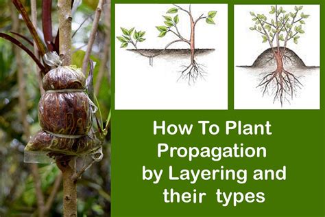 How To Plant Propagation by Layering and there types | Plants Infoamation