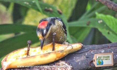 Birdwatching Mindo (21) - Visit Ecuador and South America