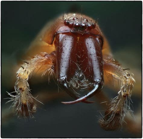 Spider fangs | Photo, Image, Sar