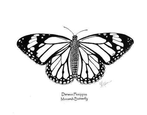 Monarch Butterfly Drawing by Jill McMahon