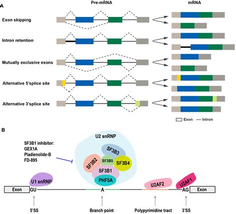 Frontiers | Emerging roles of alternative RNA splicing in oral squamous ...