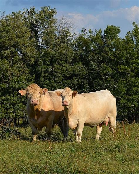 Beef Cattle Discovery - Breeds - Charolais | Animal & Food Sciences