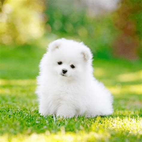 Are Pomeranians Smart Dogs