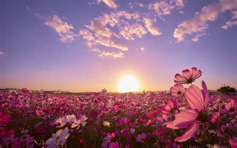 Flower Field Wallpapers - Wallpaper Cave