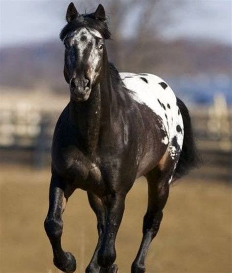 Blanket Appaloosa in 2020 (With images) | Horses, Horse breeds, Animals ...