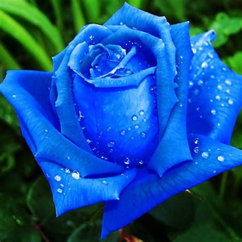 Buy Blue Rose Seeds (5 Seed) online India at plantsguru.com