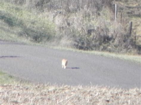 Mountain Lion Sighting in Jackson Co. | KMZU The Farm 100.7 FM