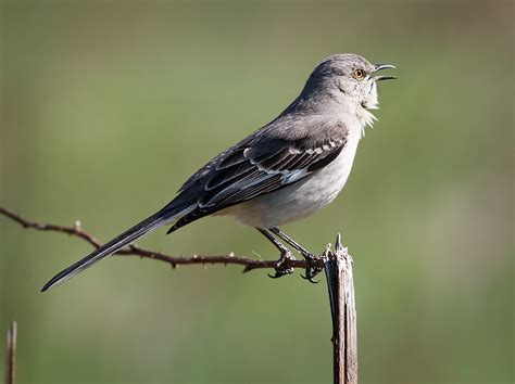 The Mockingbird - A Virtuoso of Variety | BirdNote