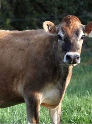 High Milk Yielding Jersey Cow For Dairy Farming Gender: Female at Best ...