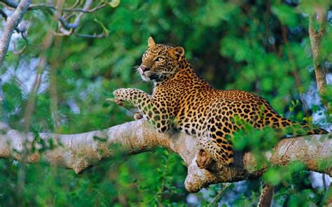 Scourge or savour? How tourism is impacting Sri Lanka’s abundant wildlife