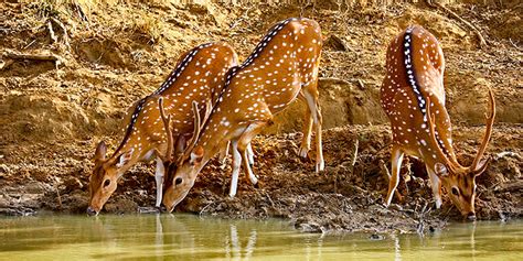 A seasonal guide to Sri Lanka wildlife experiences