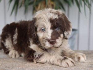 Newfypoo Puppies in the USA: Top 6 Breeders! (2024) - We Love Doodles