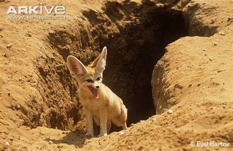 Fennec fox in it's burrow Fennec Fox, Fox Ears, My Favorite Image ...