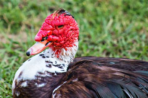 A Breath of Nature: Muscovy Ducks