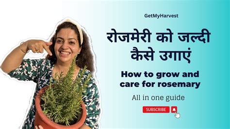 How to grow Rosemary Fast and Easy | रोजमेरी हर्ब के बारे में सब कुछ # ...