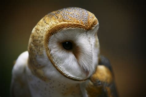 The unbelievable feather patterns on a barn owl : r/MostBeautiful