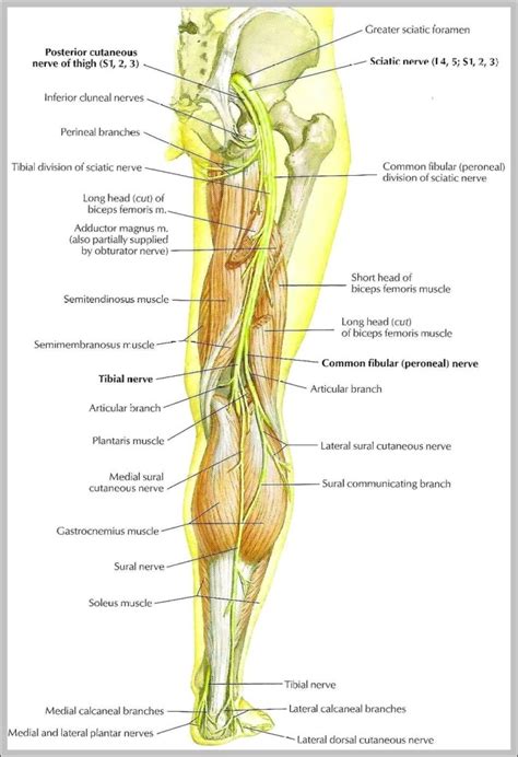 sciatic nerve picture | Anatomy System - Human Body Anatomy diagram and ...