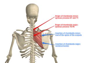 The Rhomboid Muscle on Yoganatomy.com