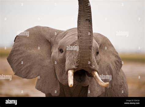 Trumpeting elephant hi-res stock photography and images - Alamy