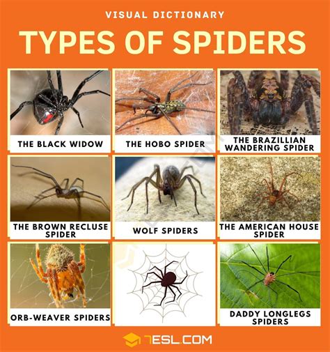 Species Of Spiders