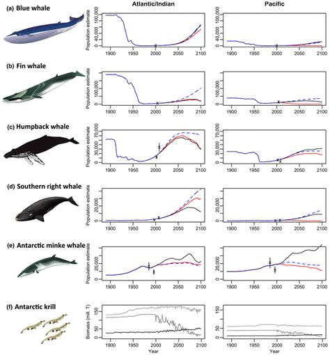 The Humpback Whale Population Graph