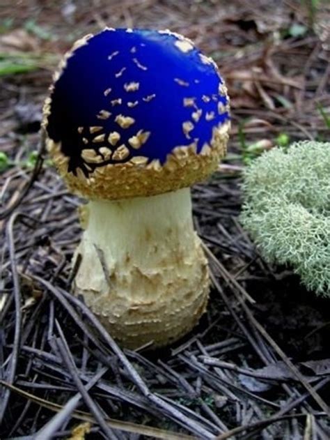 46 Magical Wild Mushrooms You Won't Believe Are Real ... | Champignon ...