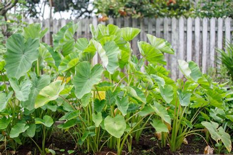 What is Yam? How to Plant, Grow, and Harvest Yam Root - Gardeners' Magazine