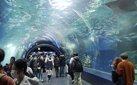 Indoor aquarium in center-city Tokyo offers exhilarating rides, leaping ...