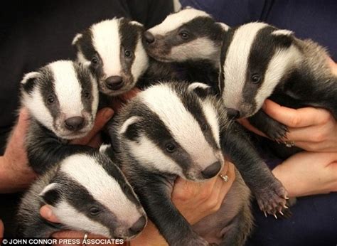 Community Post: A List of Extremely Adorable Badger Babies | Baby ...