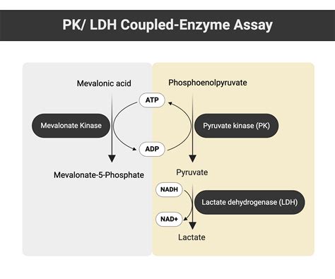 Pyruvate Kinase and Lactate Dehydrogenase Coupled-enzyme Assay ...