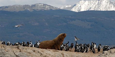 Magellanes & Tierra del Fuego wildlife location in Chile, Latin America ...