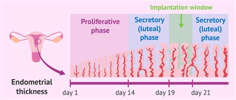 Phases of endometrial growth