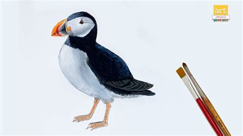 How to draw a Puffin step by step easy II Puffin Drawing II #artjanag ...