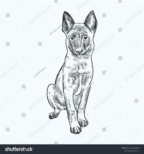 Vintage Hand Drawn Sketch Belgian Malinois Stock Vector (Royalty Free ...