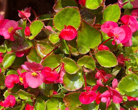 Plant: Begonia semperflorens | GardensOnline