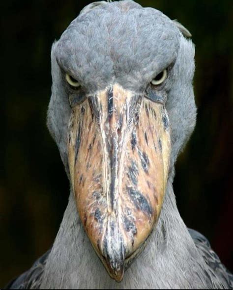 MRW i evolved from a dinosaur | Shoebill Stork | Know Your Meme