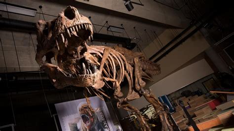 Gigantic T. Rex Skeleton Found in Canada Is Officially World's Biggest