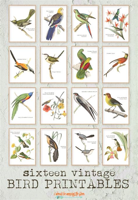 15+ Vintage Bird Prints | i should be mopping the floor