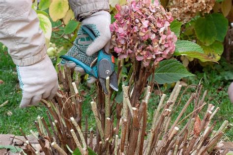 How to Prune Hydrangeas - Watters Garden Center