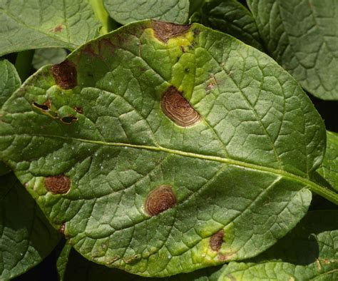 How to identify and treat potato blight: expert tips | Homes & Gardens