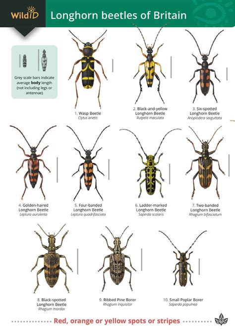 Common Beetle Identification Chart | ubicaciondepersonas.cdmx.gob.mx