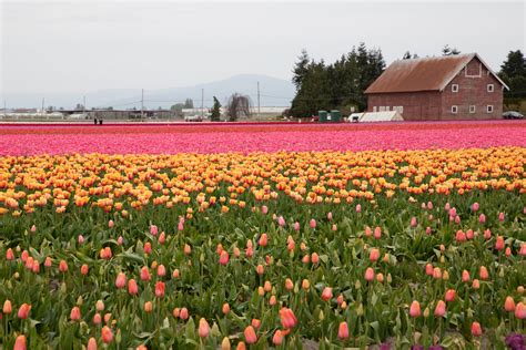 15+ Tips to Your Skagit Valley Tulip Festival Getaway [Bucket List Event]