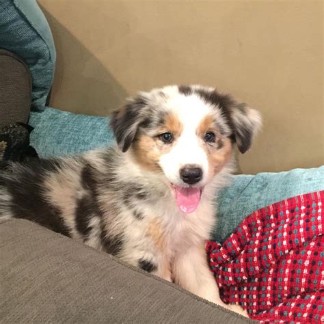 Australian Shepherd Puppies For Sale | Philadelphia, PA #246985