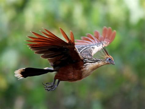 18 Facts About Hoatzin - Facts.net