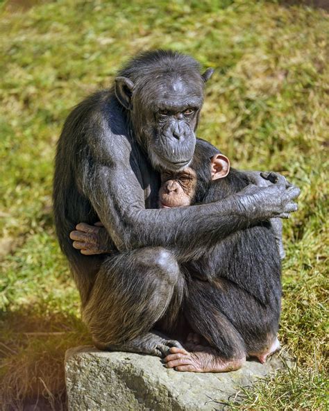 Chimpanzee mother holding baby - a photo on Flickriver